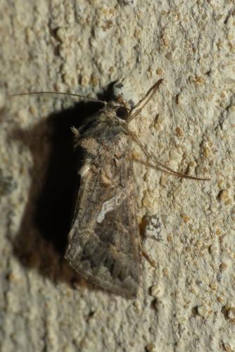 Trichoplusia ni